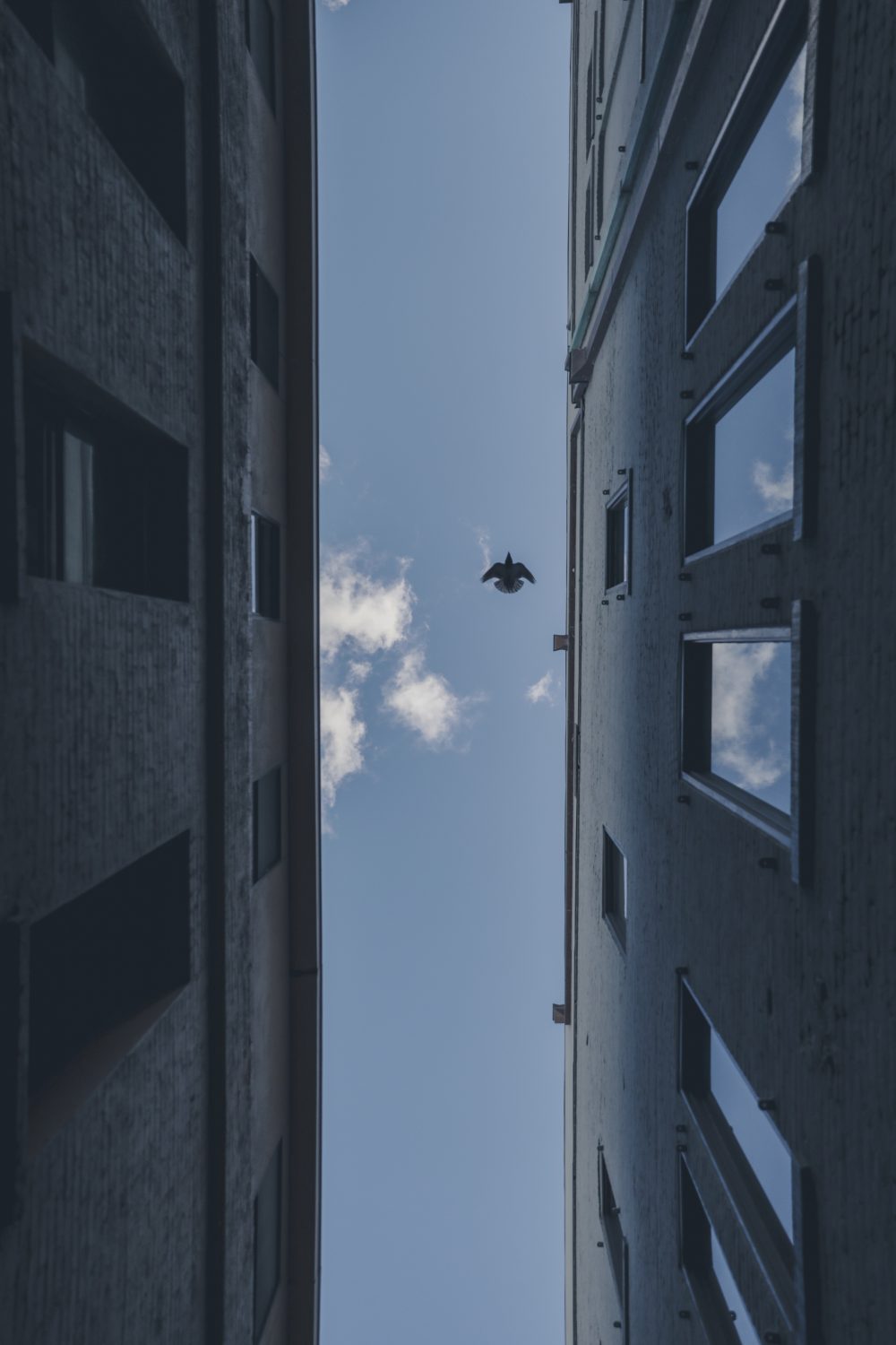 Bird and Buildings