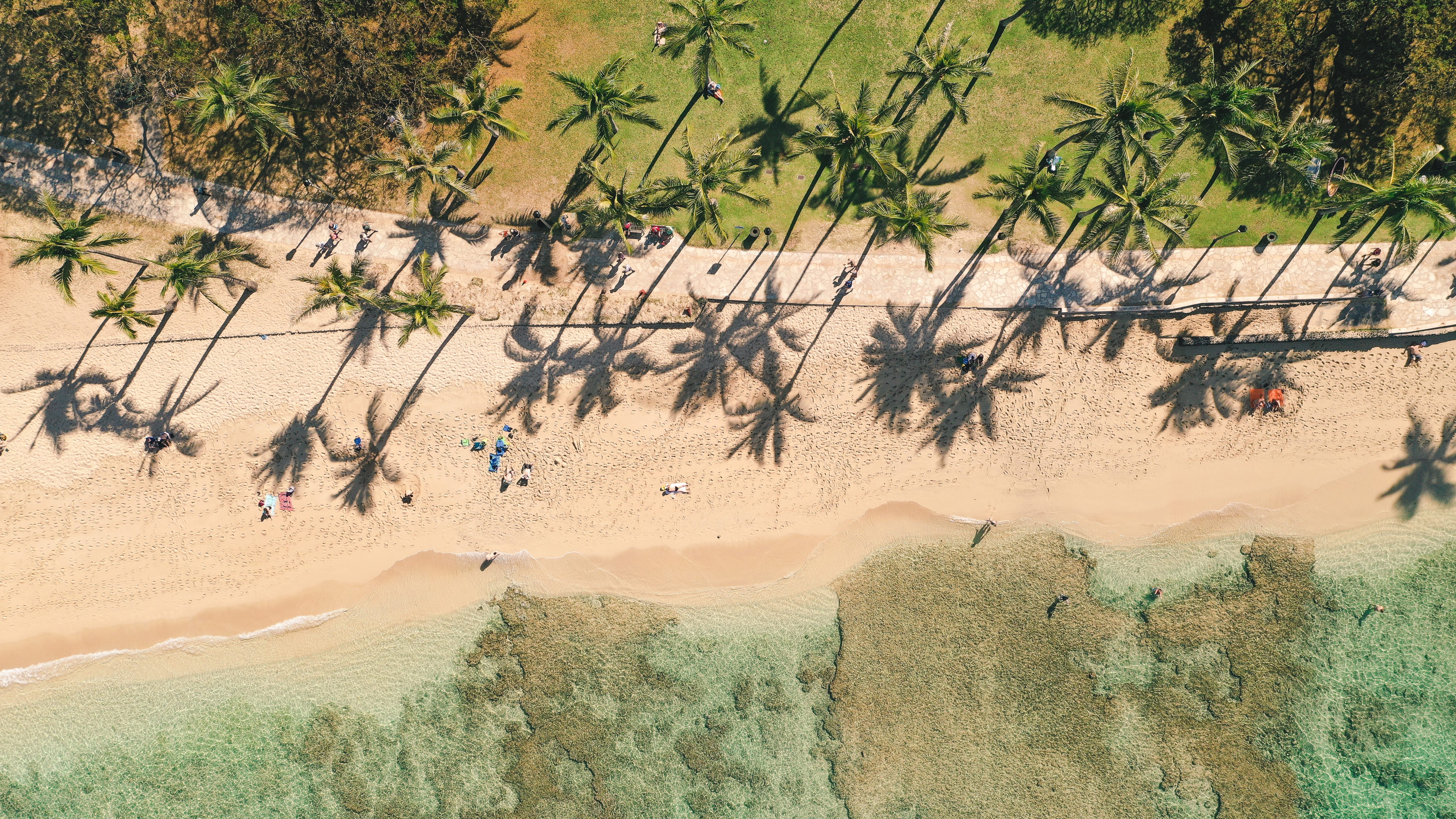 Waikiki Beach Palm Tree Shadows